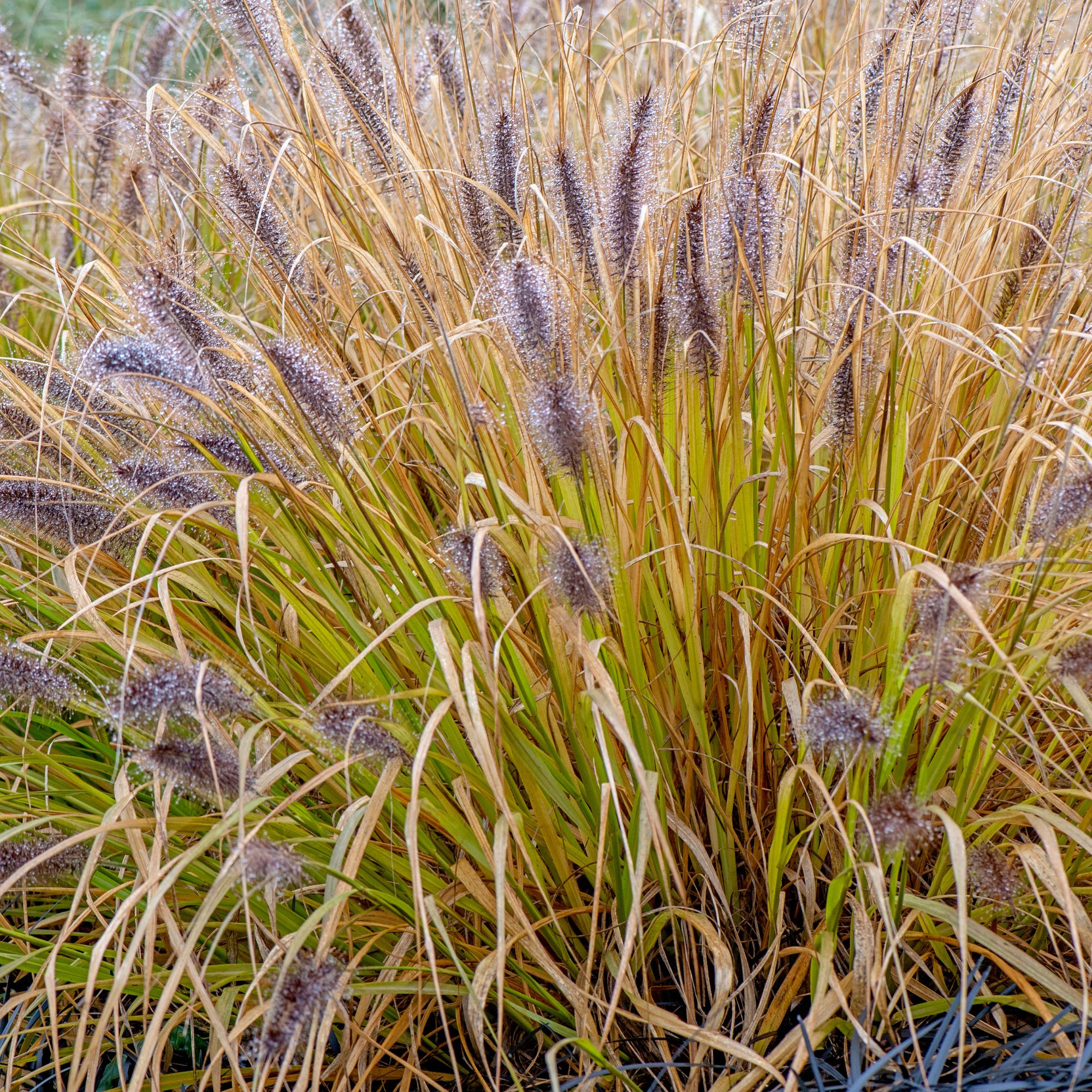 Pennisetum alopecuroides 'Red Head'