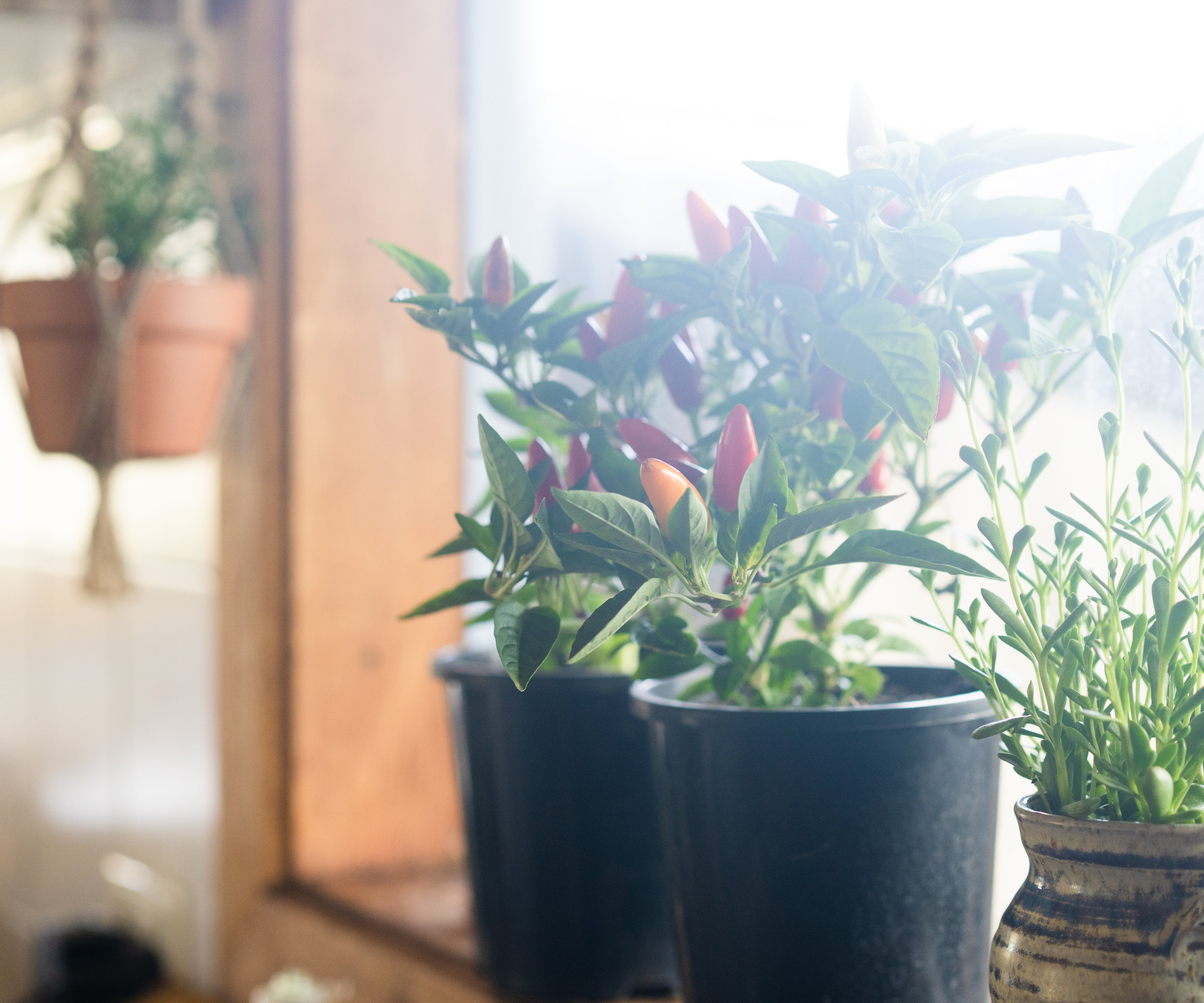 Chilli peppers and other plants growing in pots on a windowsill