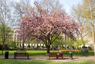 Cherry Peace Tree Tavistock Square in Memory of hiroshima victims