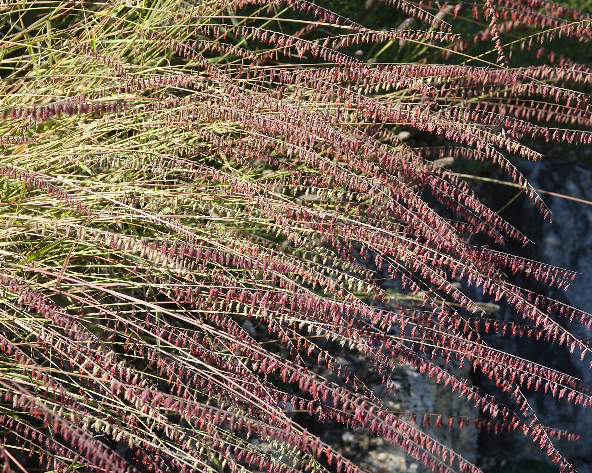 Sideoats grama ornamental grass