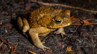 Cane toads (Rhinella marina) are poisonous amphibians in the family Bufonidae.