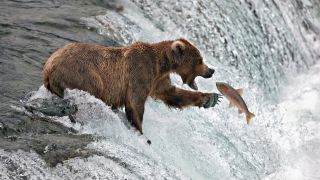 Brown bear catching salmon in Alaskan river