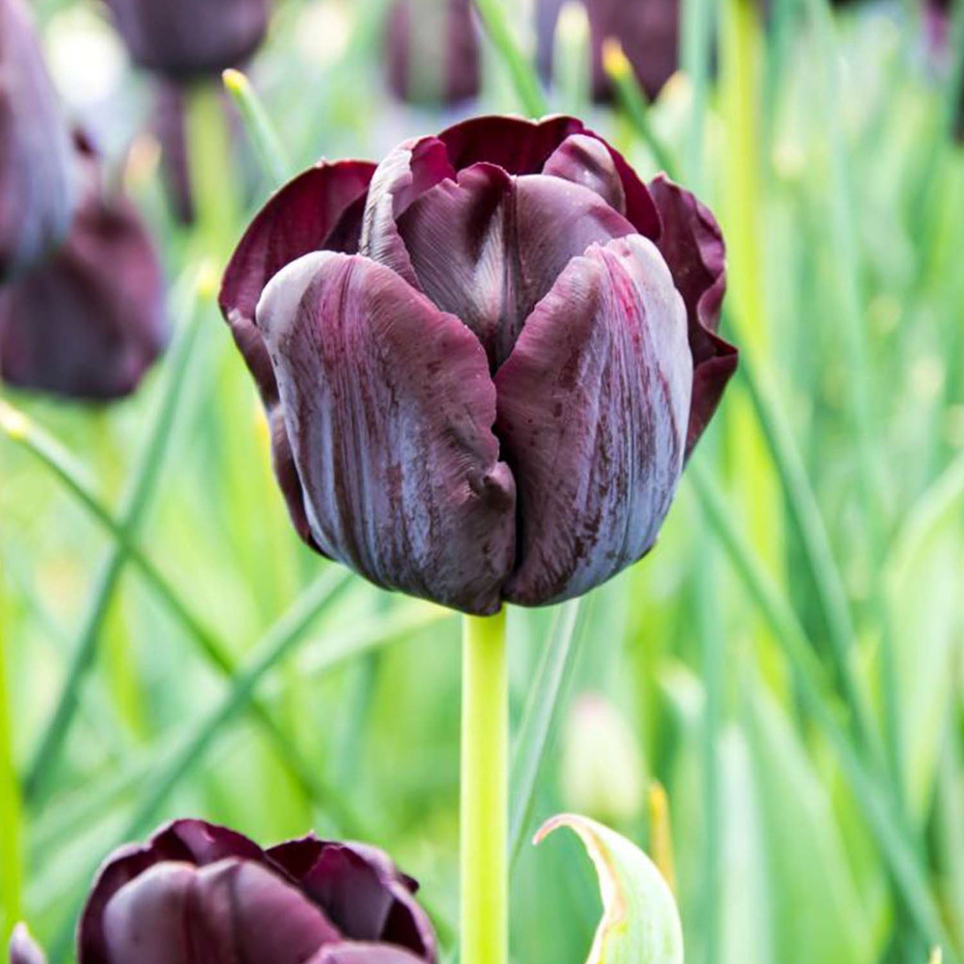 Paul Scherer Tulip Bulbs - 10 Bulbs