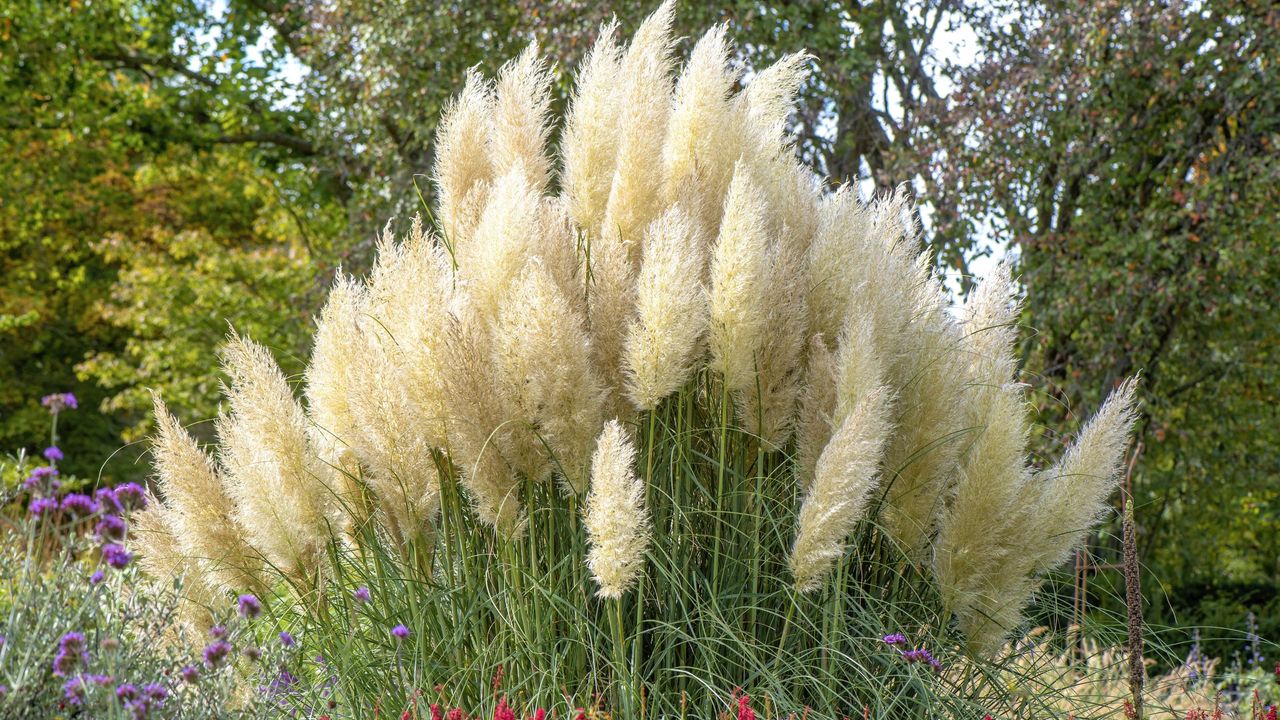 pampas grass growing in garden