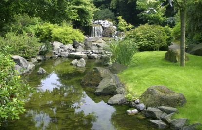 Stream Garden With Rocks And Plants