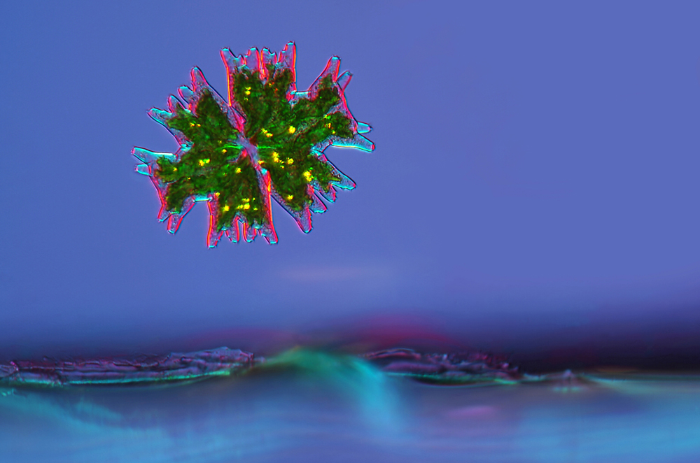nikon small world competition, algae