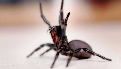 Highly toxic spider venom may hold the cure for skin cancer, researchers say