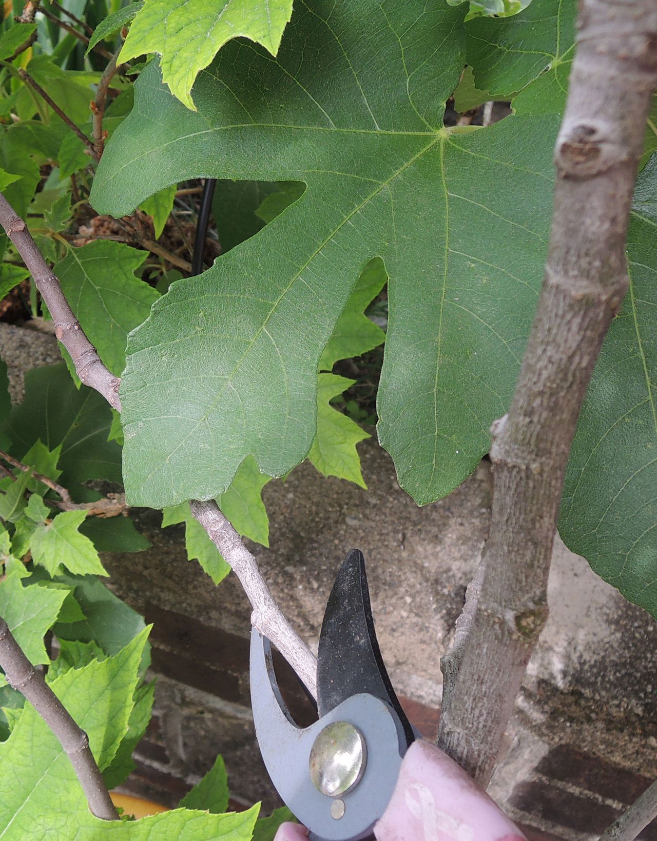 Potted Fig Tree Being Pruned