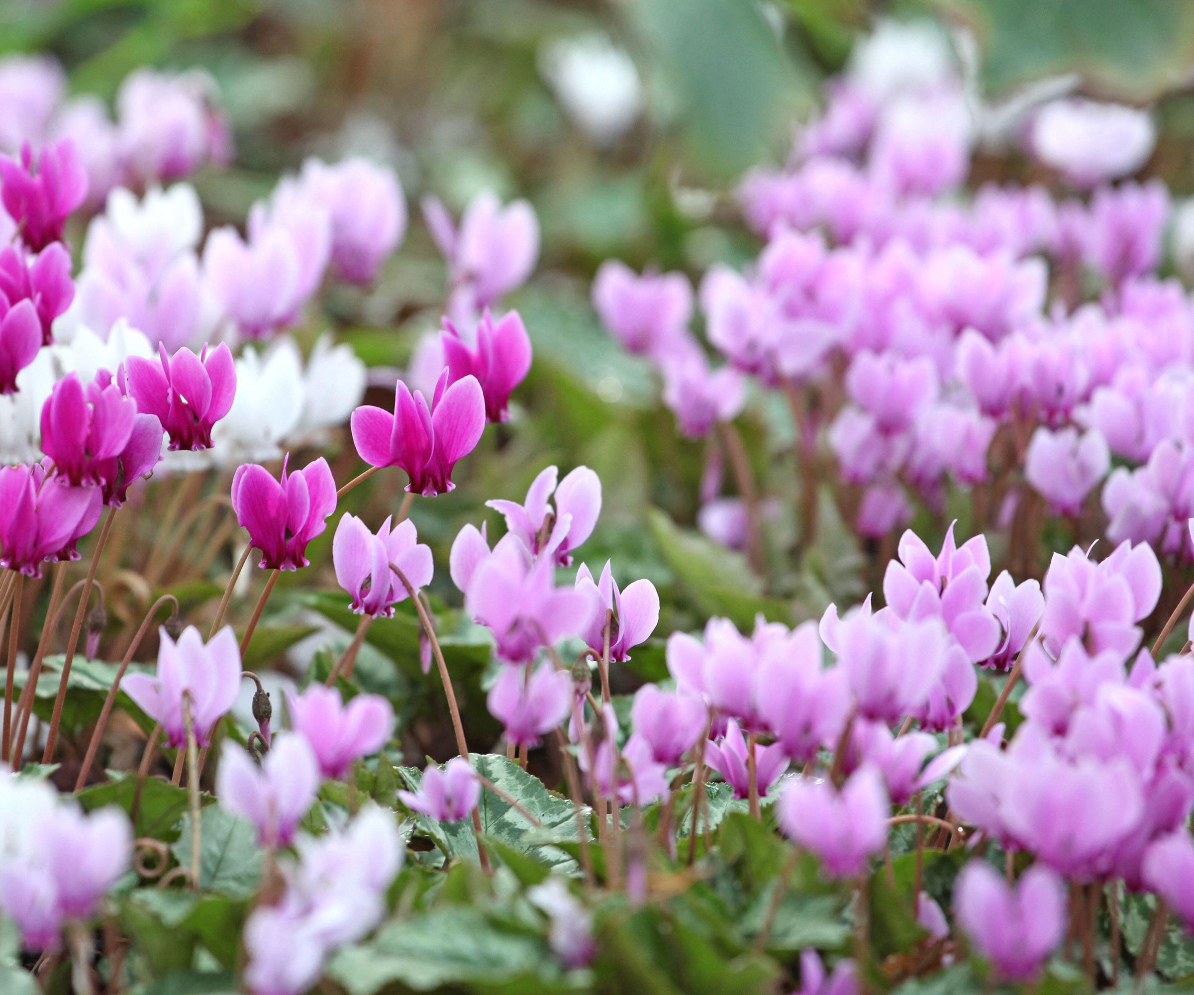 hardy cyclamen bulbs with different shades of pink flowers