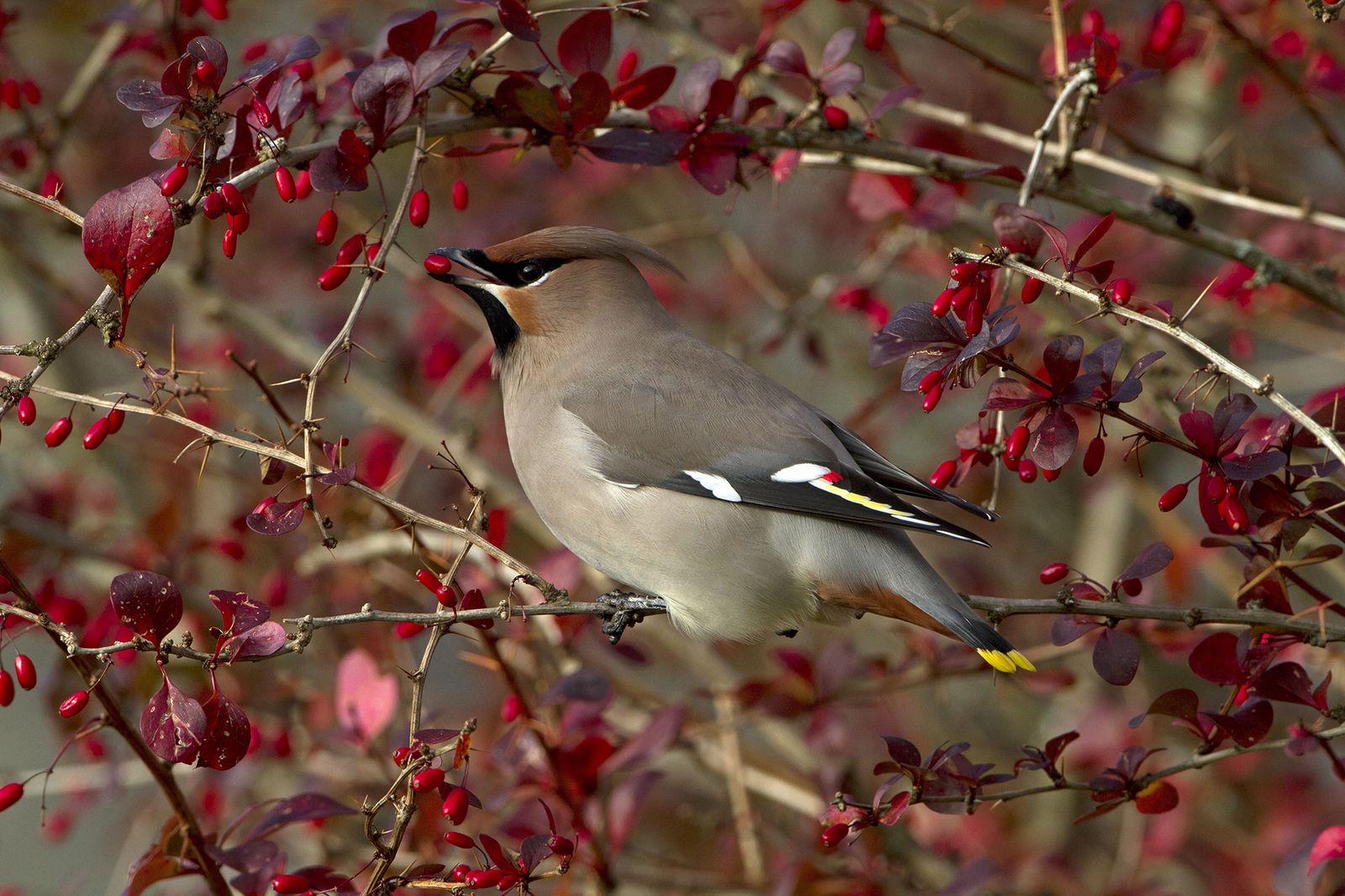 Best hedges for wildlife 6 varieties for shelter and food Homes