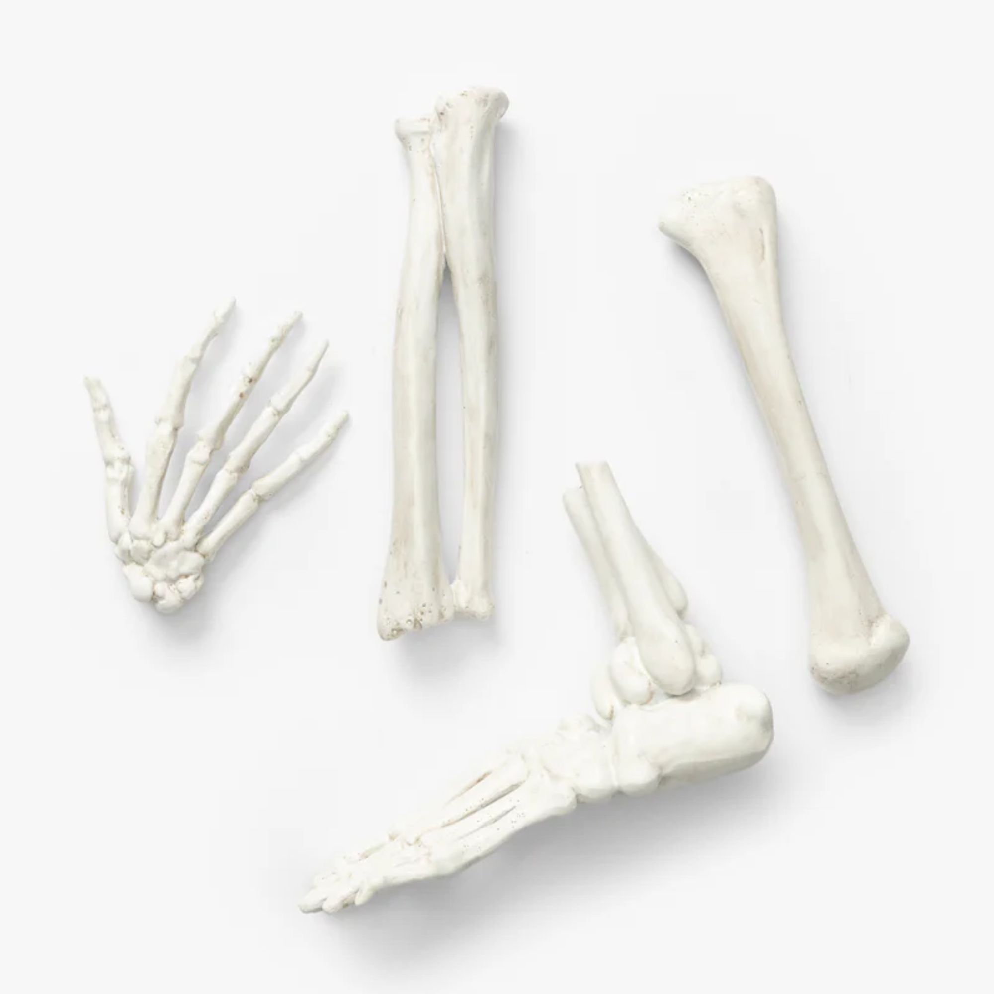 Set of 4 white resin skeleton bones