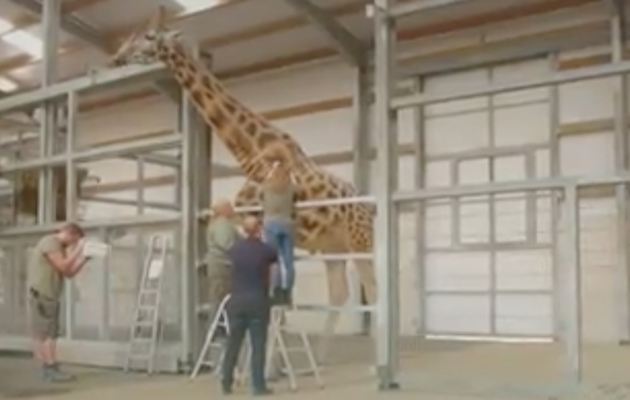 Giraffe.png