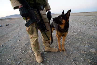 U.S. Soldier and Army Dog