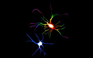 Psychedelic Drugs May Change The Structure Of Brain Cells - 