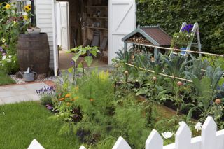 A small patch with white picket fencing illustrating small vegetable garden ideas.