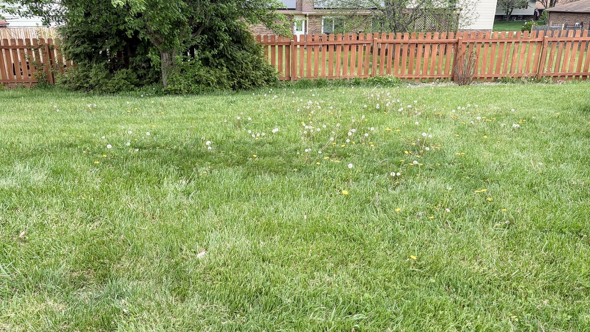 Lawn before being mowed by Lymow One Plus robot mower