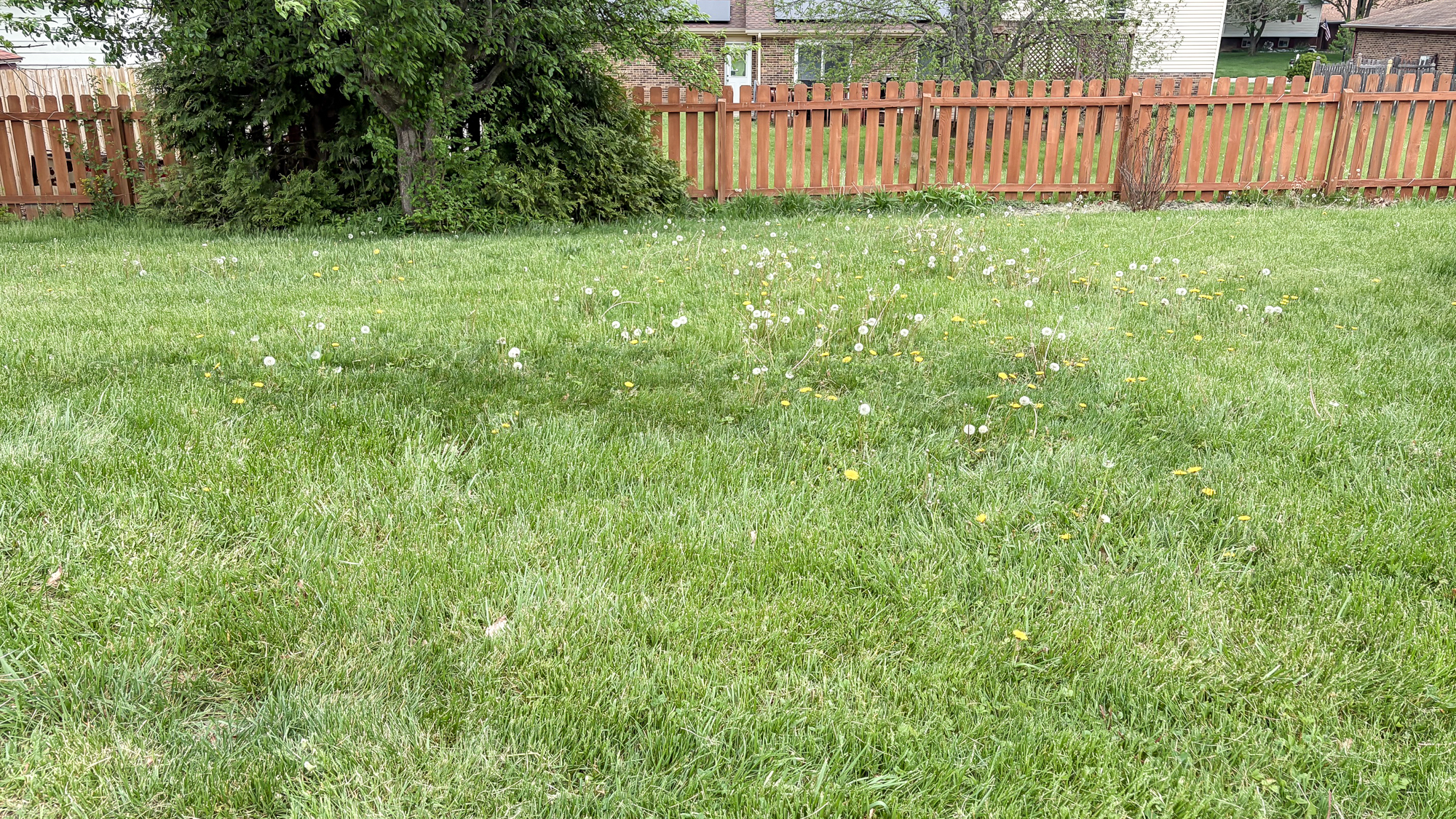 Lawn before being mowed by Lymow One Plus robot mower