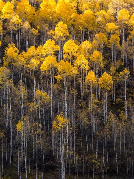 quaking aspens picture id580125882