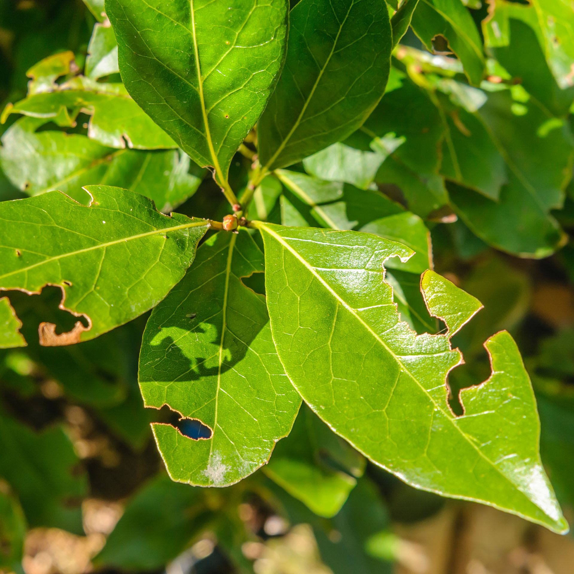 How to get rid of vine weevils, without using chemicals | Ideal Home