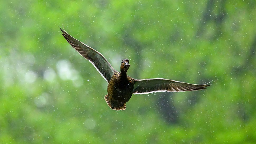 Bird photography by Robert May