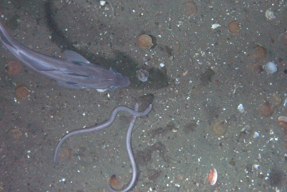 habcam, ocean habitat, marine life images