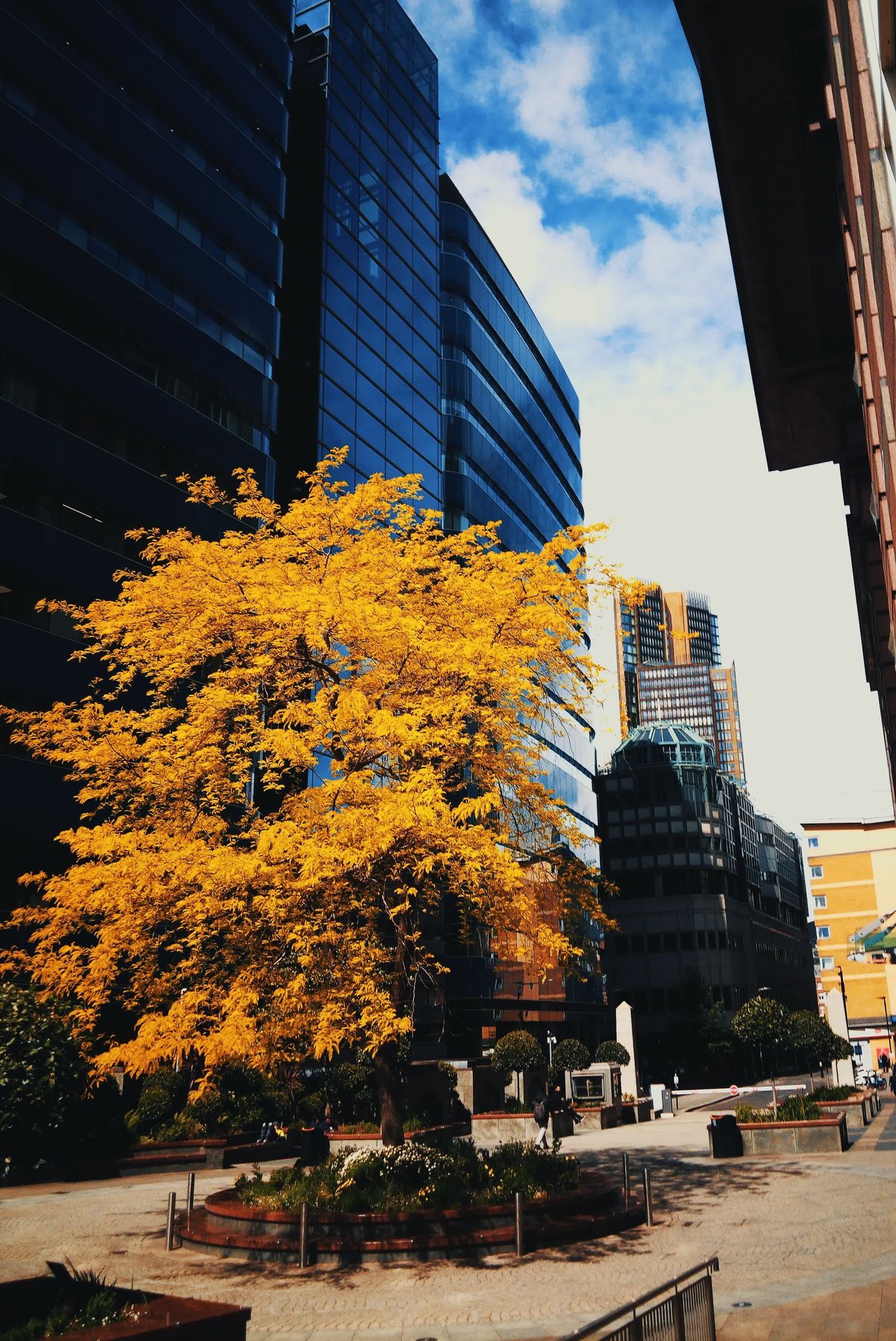 Photograph taken with the RewindPix digital compact of a yellow tree in front of a blue building, tones are warm and saturated