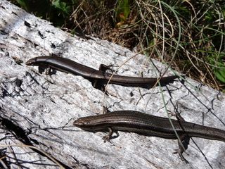 Two skinks basking in the sun.