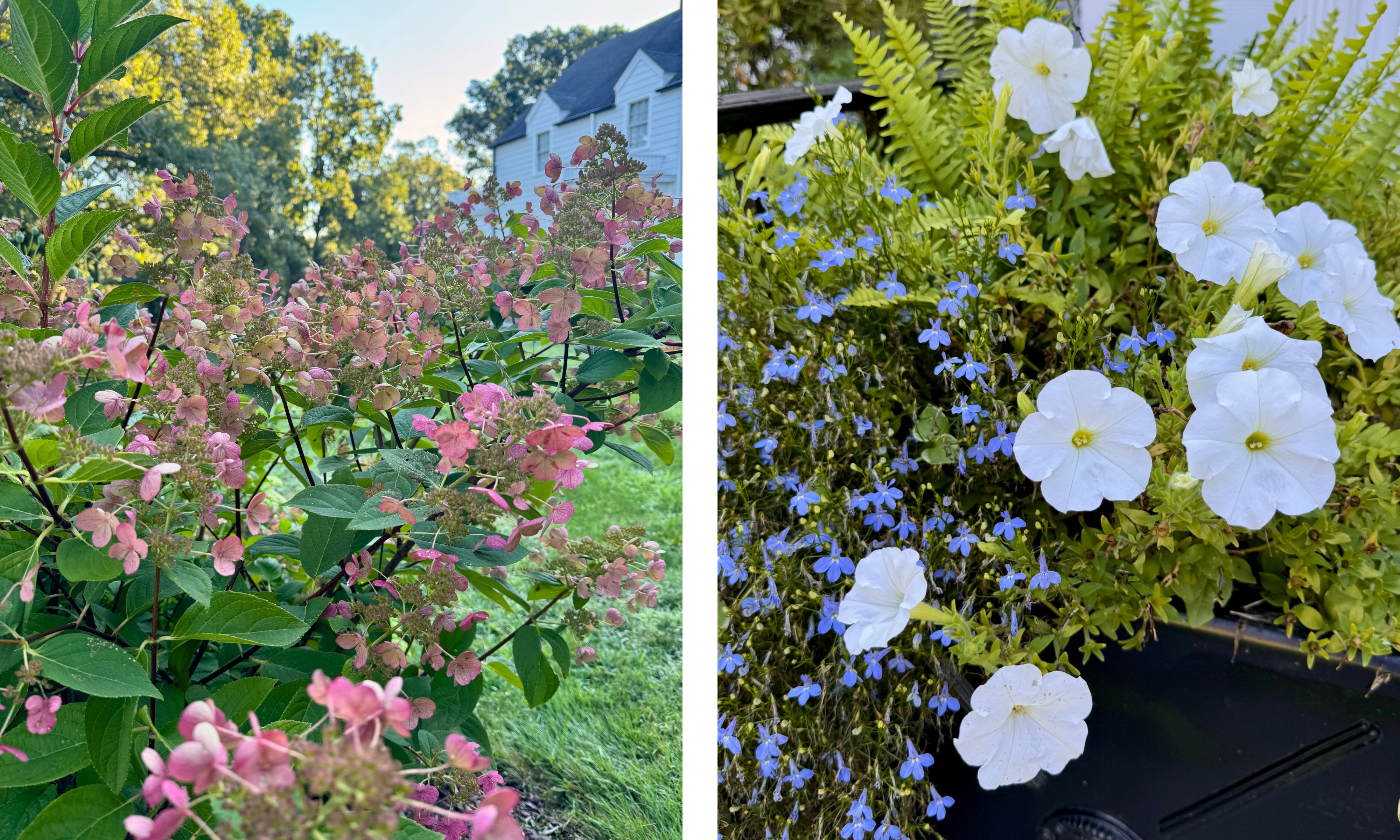 hydrangeas in a garden