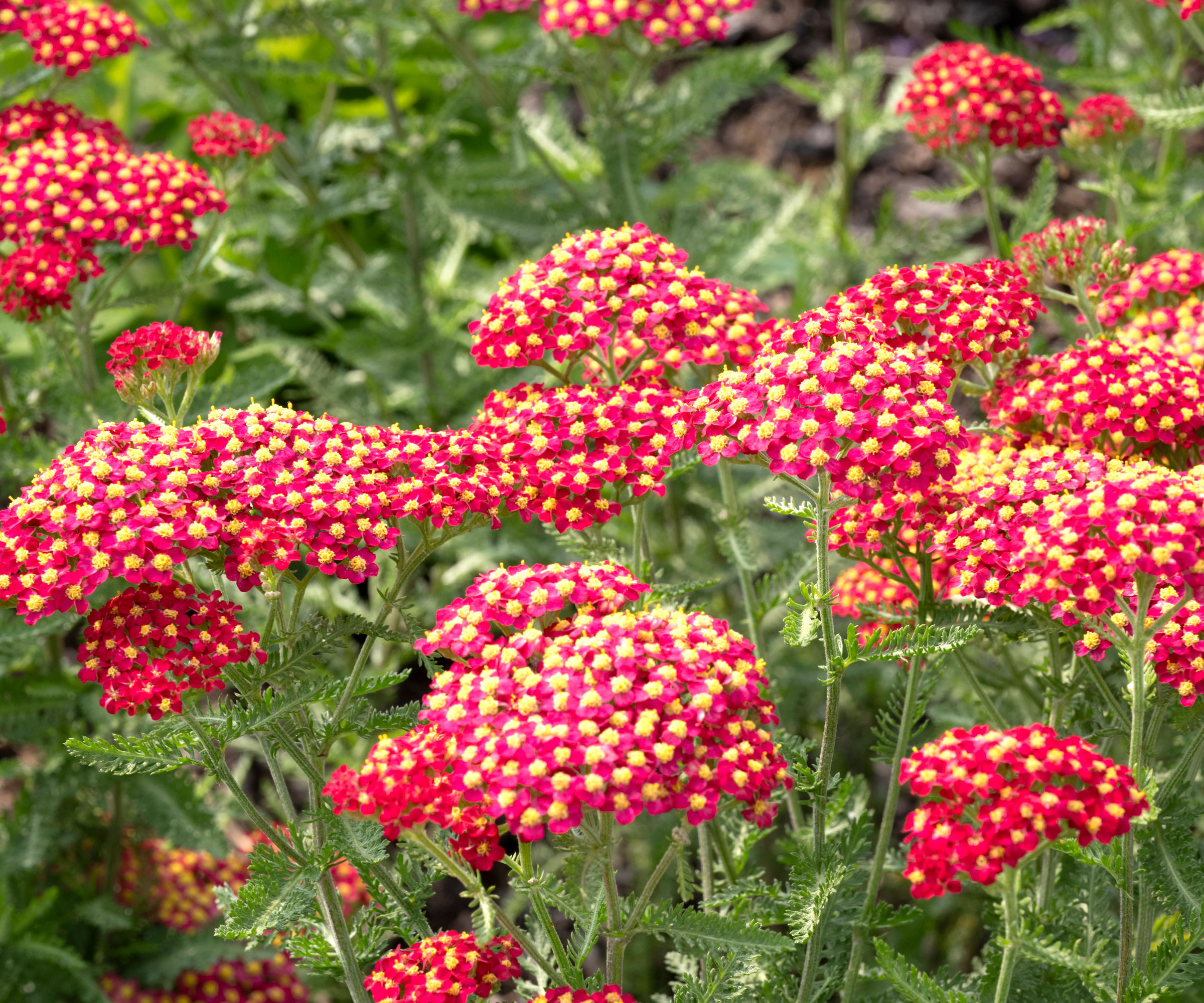 yarrow plants with rich red and yellow flower heads