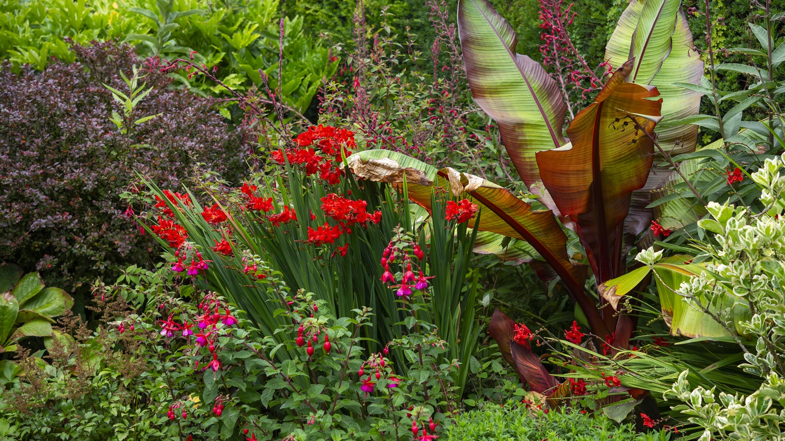 Red border, Large leaved Banana plant, red Crocosmia, Fuchsia, Lobelia Tupa and mixed shrubs.