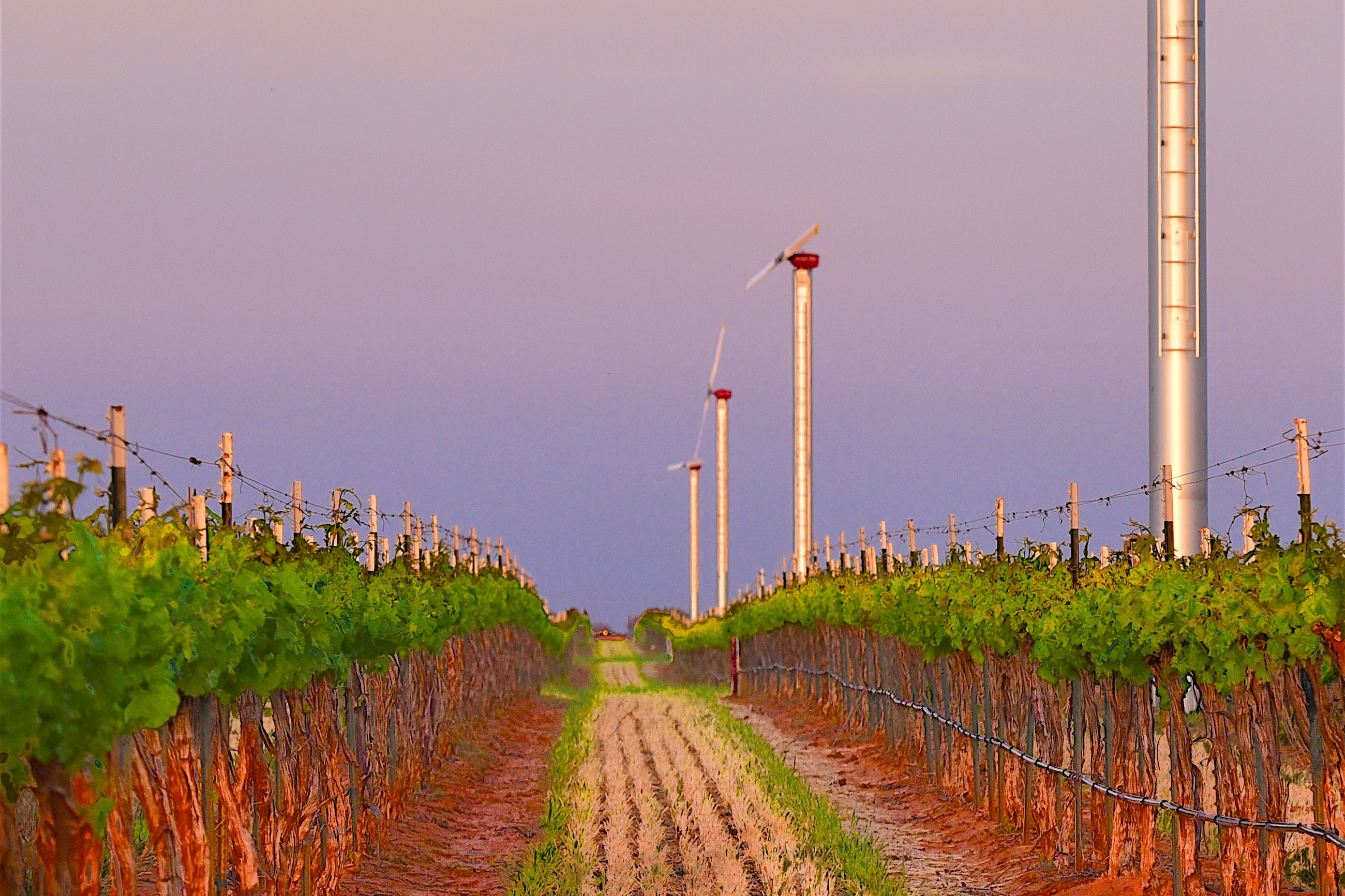 Rows of wine turbines follow rows of grapevines at Lost Draw Vineyard