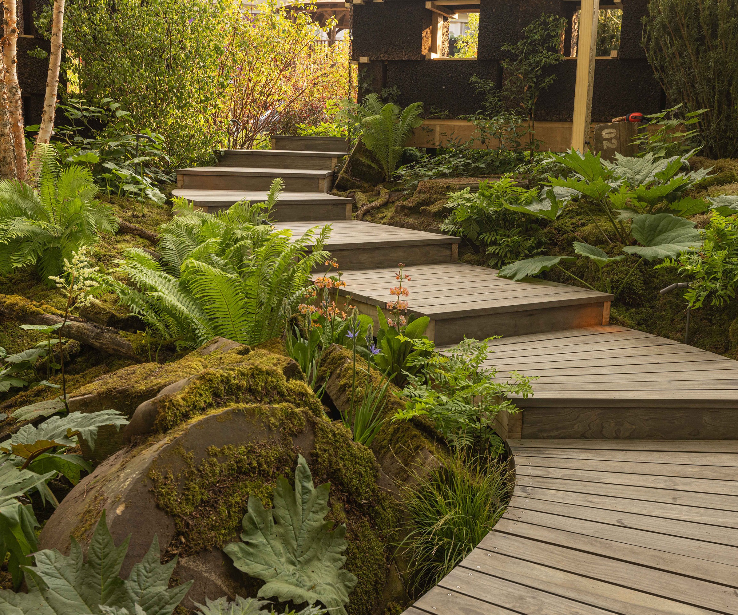 A winding decked pathway winding upwards on a slight incline with moss covered rocks and soft billowing ferns either side