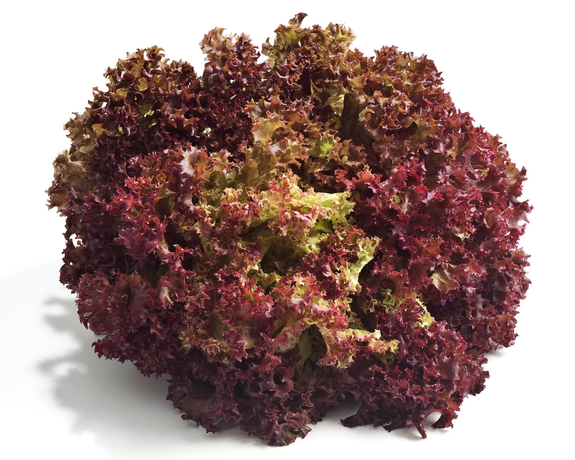 Red frilly lettuce