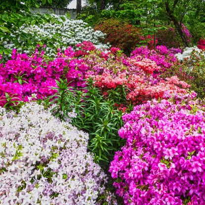 Many blooming rhododendron bushes in shades of pink