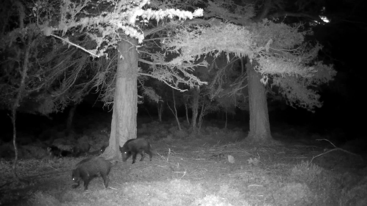 Wild boar photographed by a local on the Great Glen Way