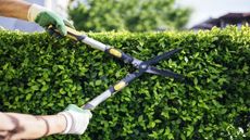 A gardener cuts a green hedge with a set of hedge shears