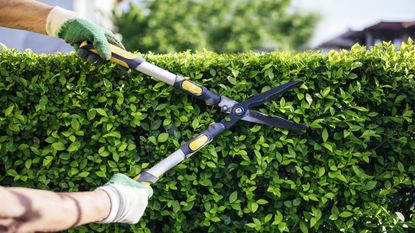 A gardener cuts a green hedge with a set of hedge shears