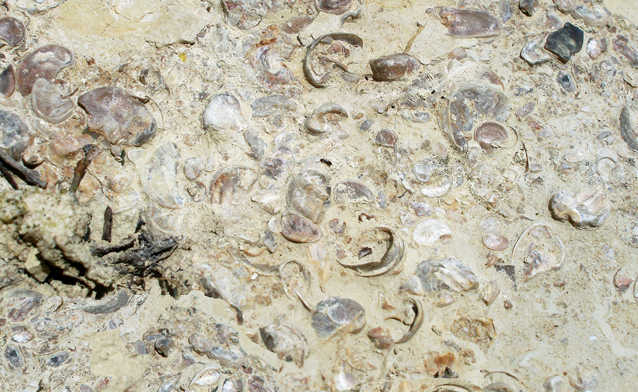 Chablis Fossils in Bedrock
