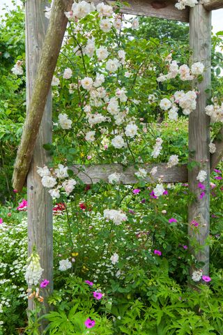a flowering rose arch in June at a National Trust property