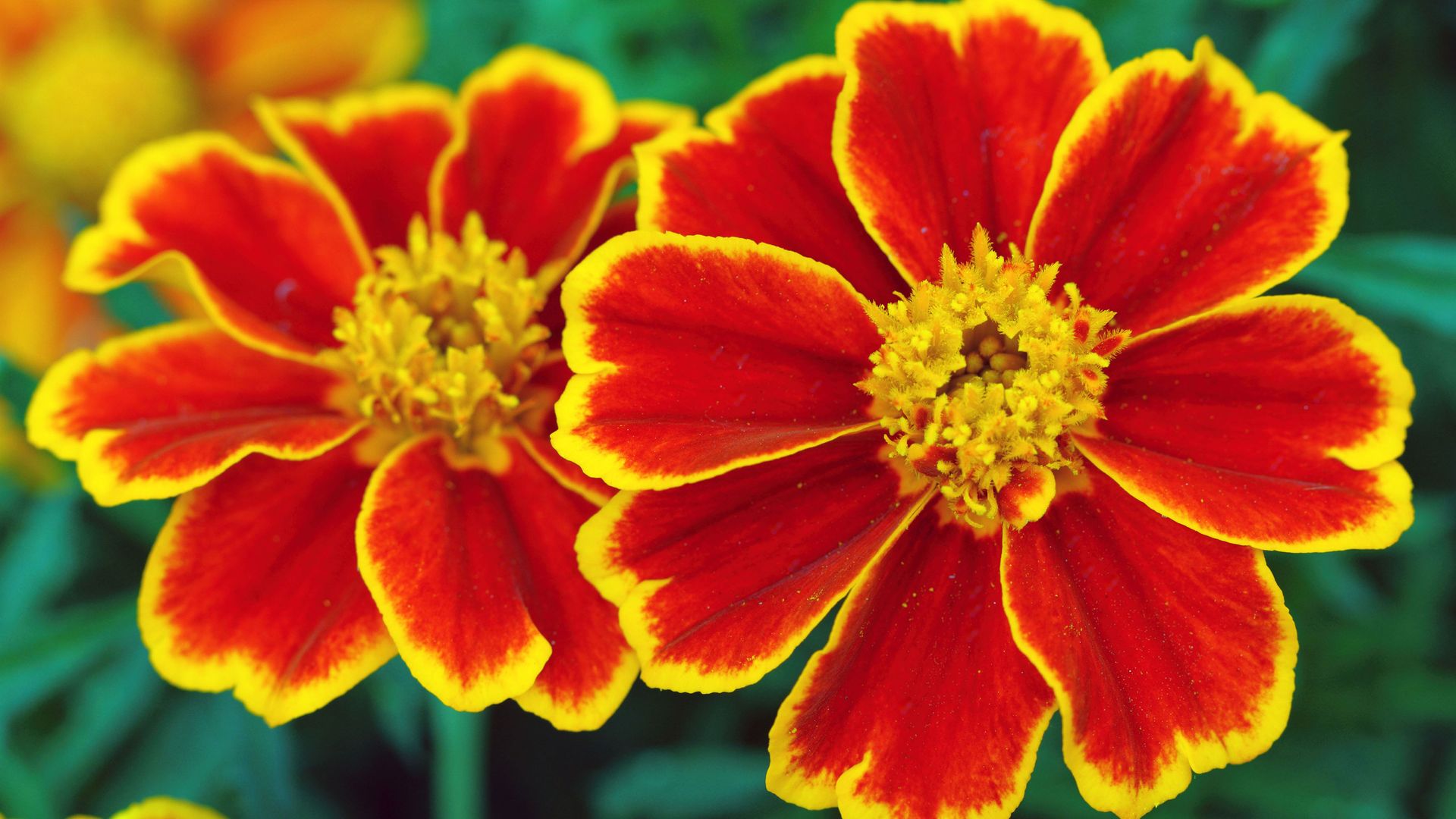 What to plant in December 12 plants to sow and grow Gardeningetc