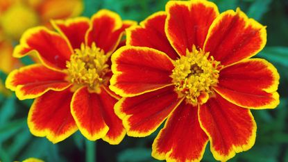 what to plant in December: Close up of red and gold marigold tagetes flowers