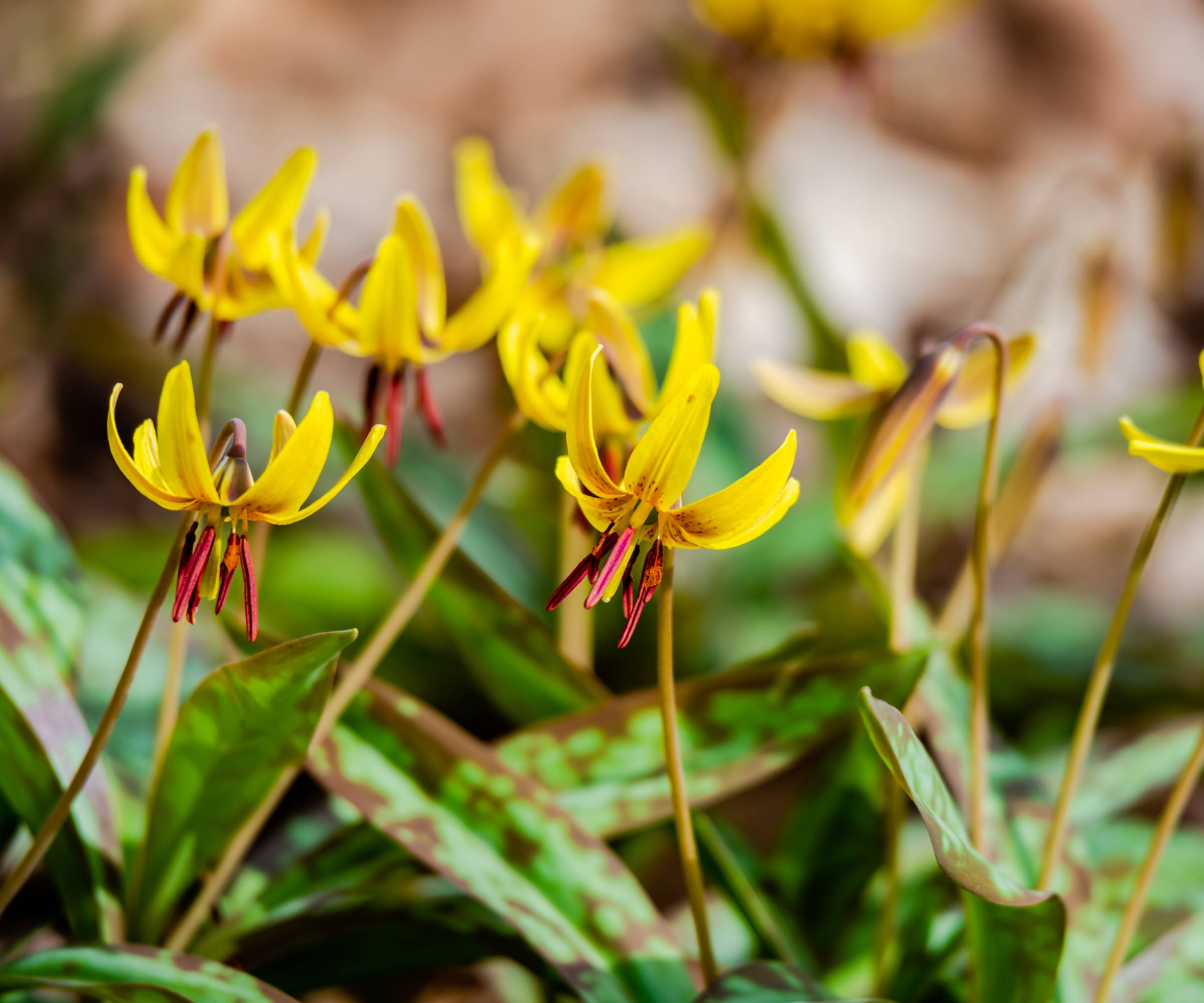 Yellow trout lily flowers