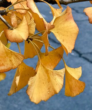golden fall leaf color of Gingko Biloba