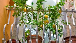 Lemons grown in a pot on a balcony