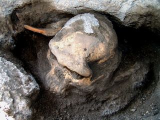 The Dmanisi D4500 early Homo cranium