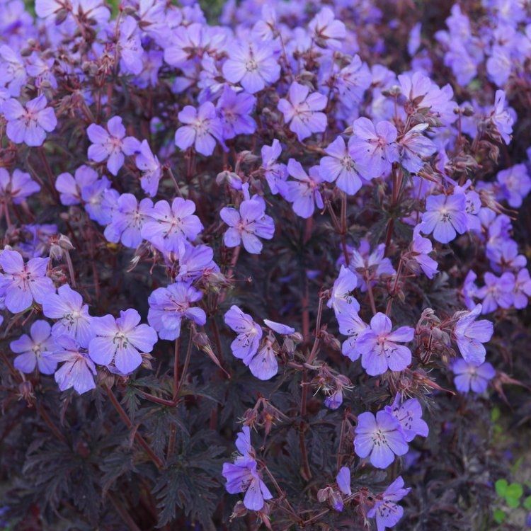 Geranium Pratense Black Beauty - Dark Reiter Hardy Geranium