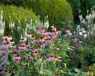 echinacea, roses, Perovskia ‘Blue Spire planted in flower bed