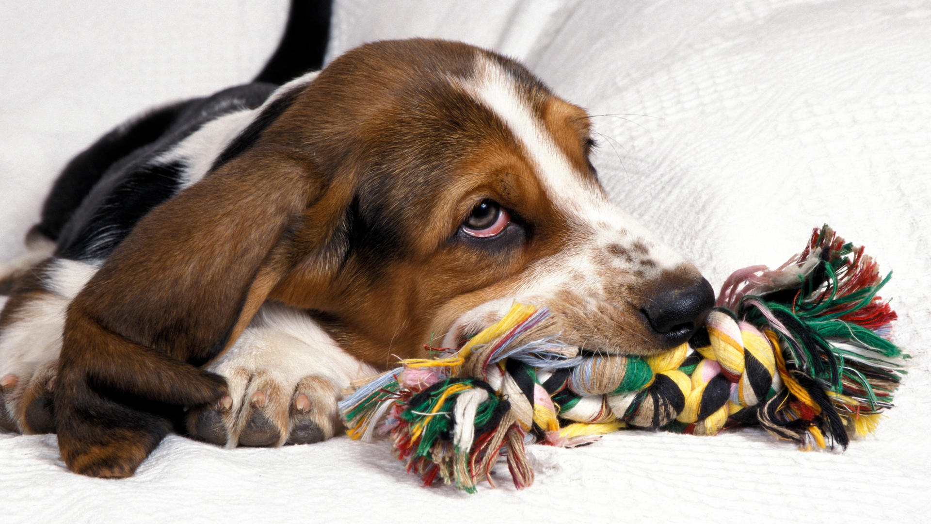 Basset hound puppy with rope toy