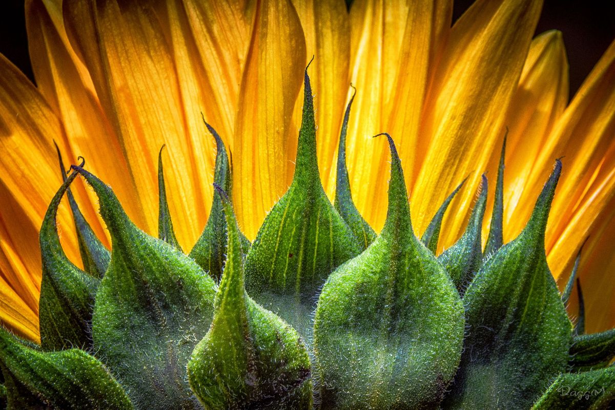 GuruShots - Fanciful Flowers 