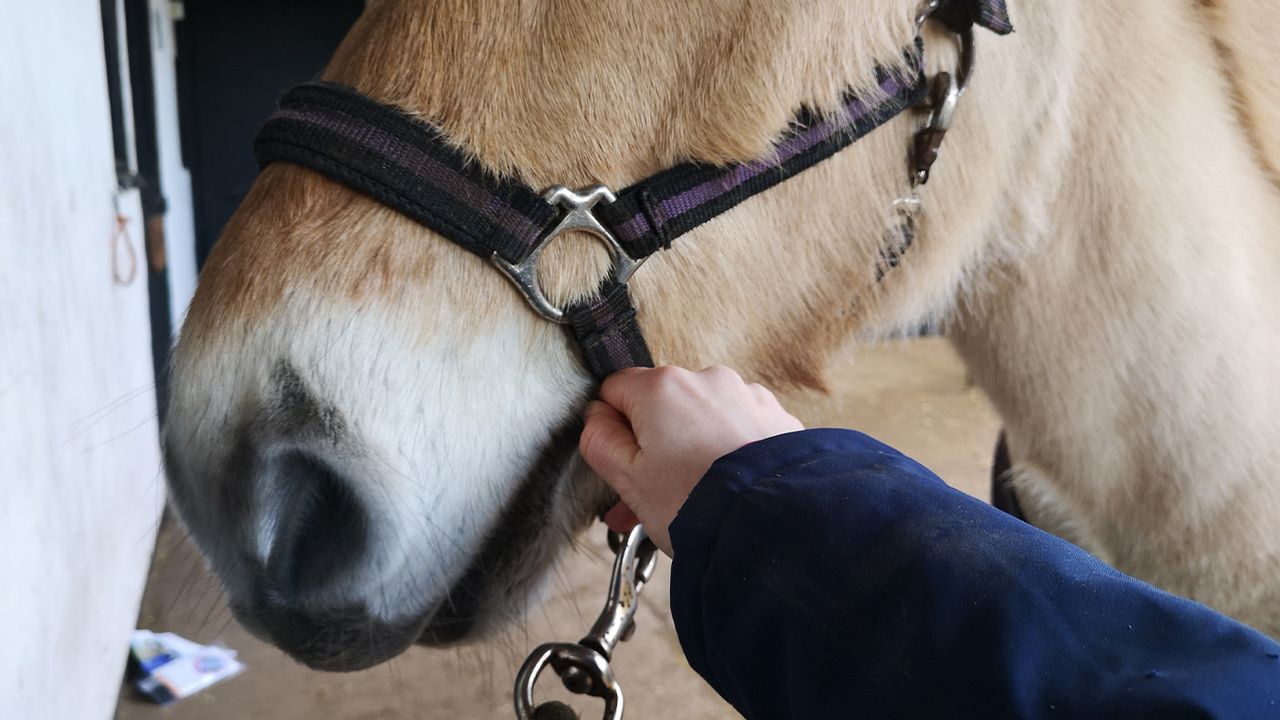 Performing EquiSal Tapeworm Test